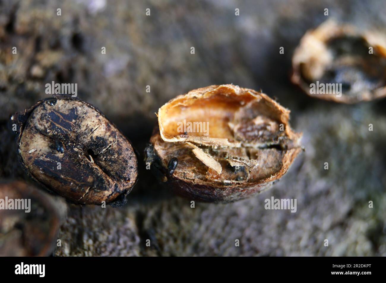 Bugs or Snout Beetles in Coffee Beans, Coffee Berry Borer insects that eat and destroy Coffee