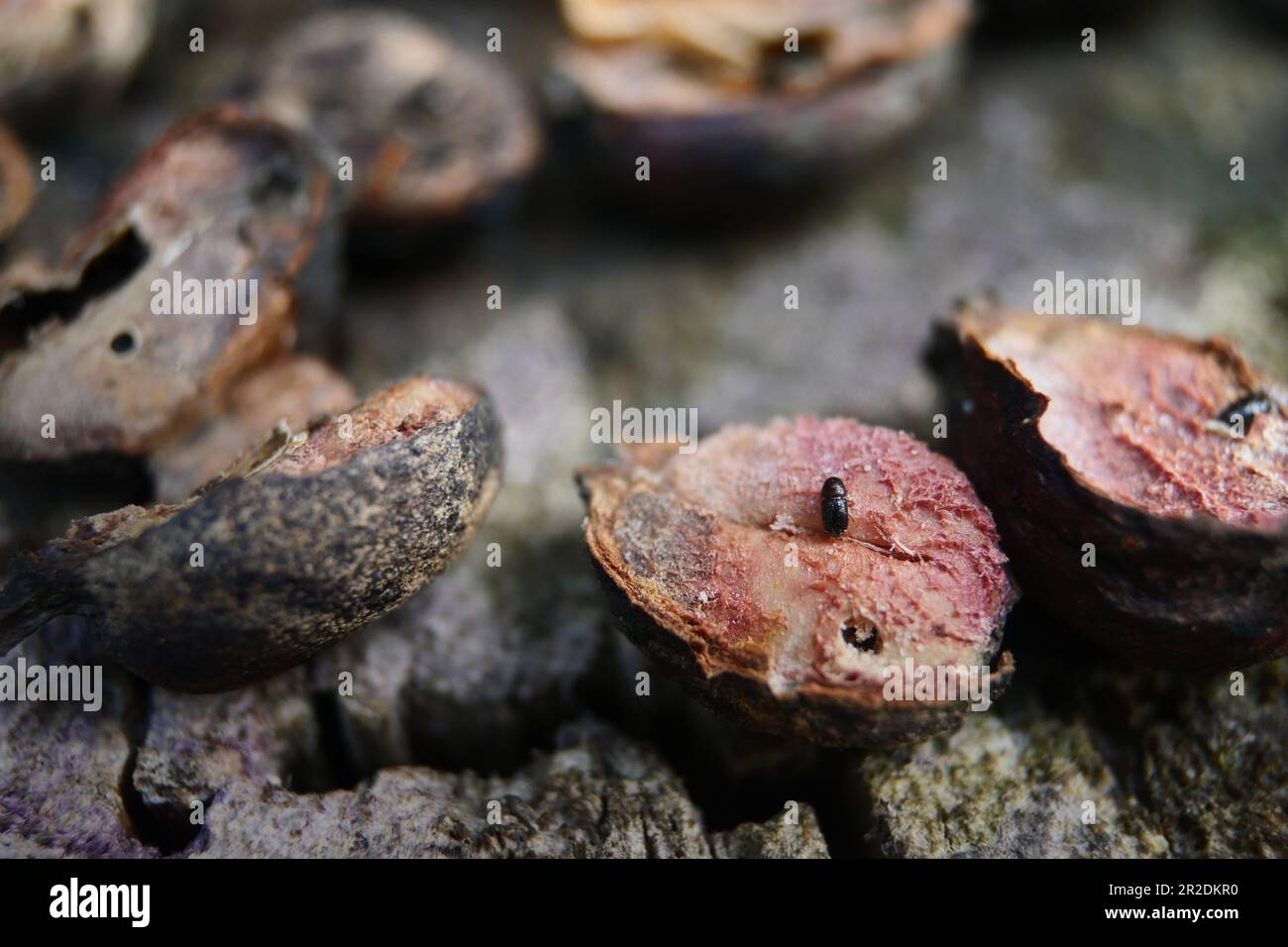 Bugs or Snout Beetles in Coffee Beans, Coffee Berry Borer insects that