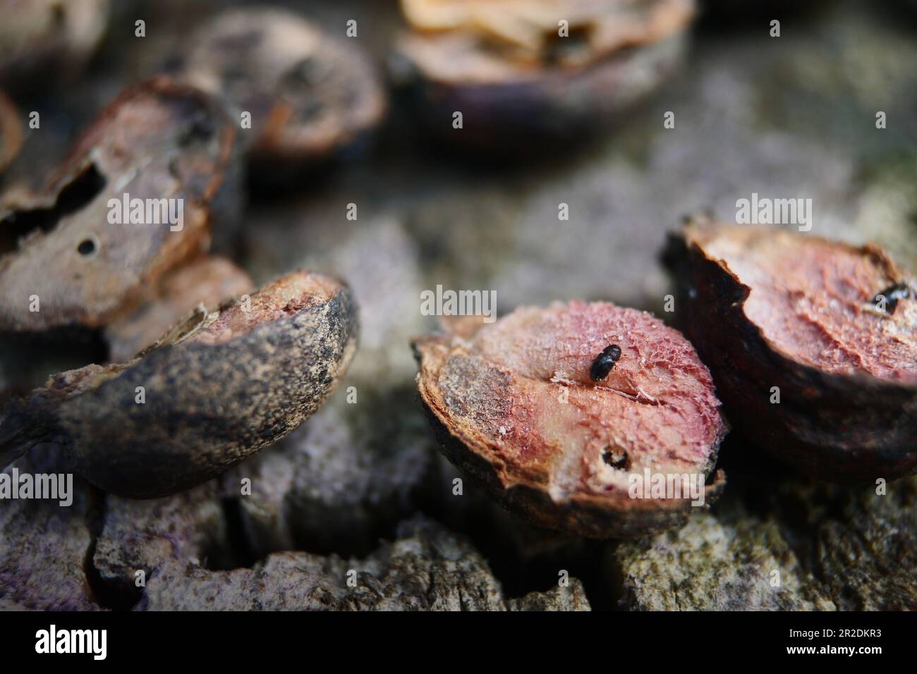 Bugs or Snout Beetles in Coffee Beans, Coffee Berry Borer insects that eat and destroy Coffee