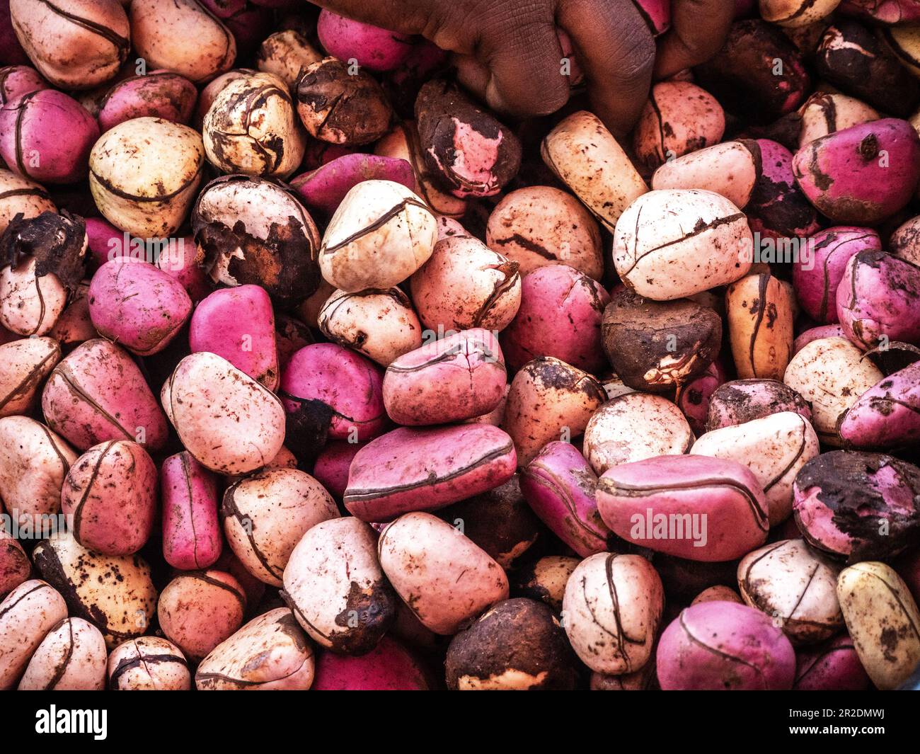 Cola nut texture Stock Photo