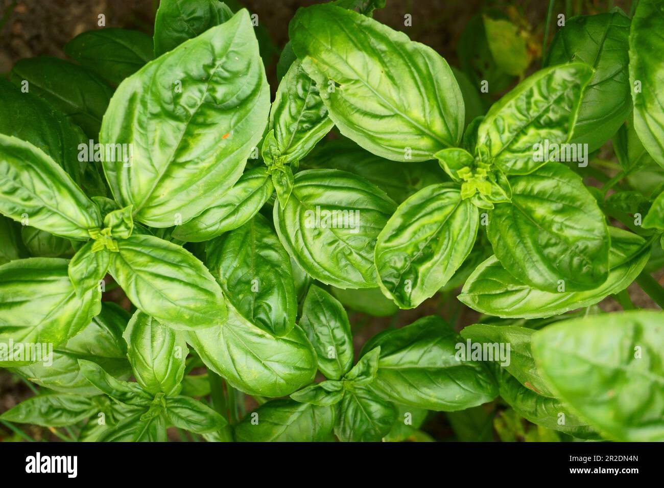 sweet green basil leaves texture as nice background Stock Photo