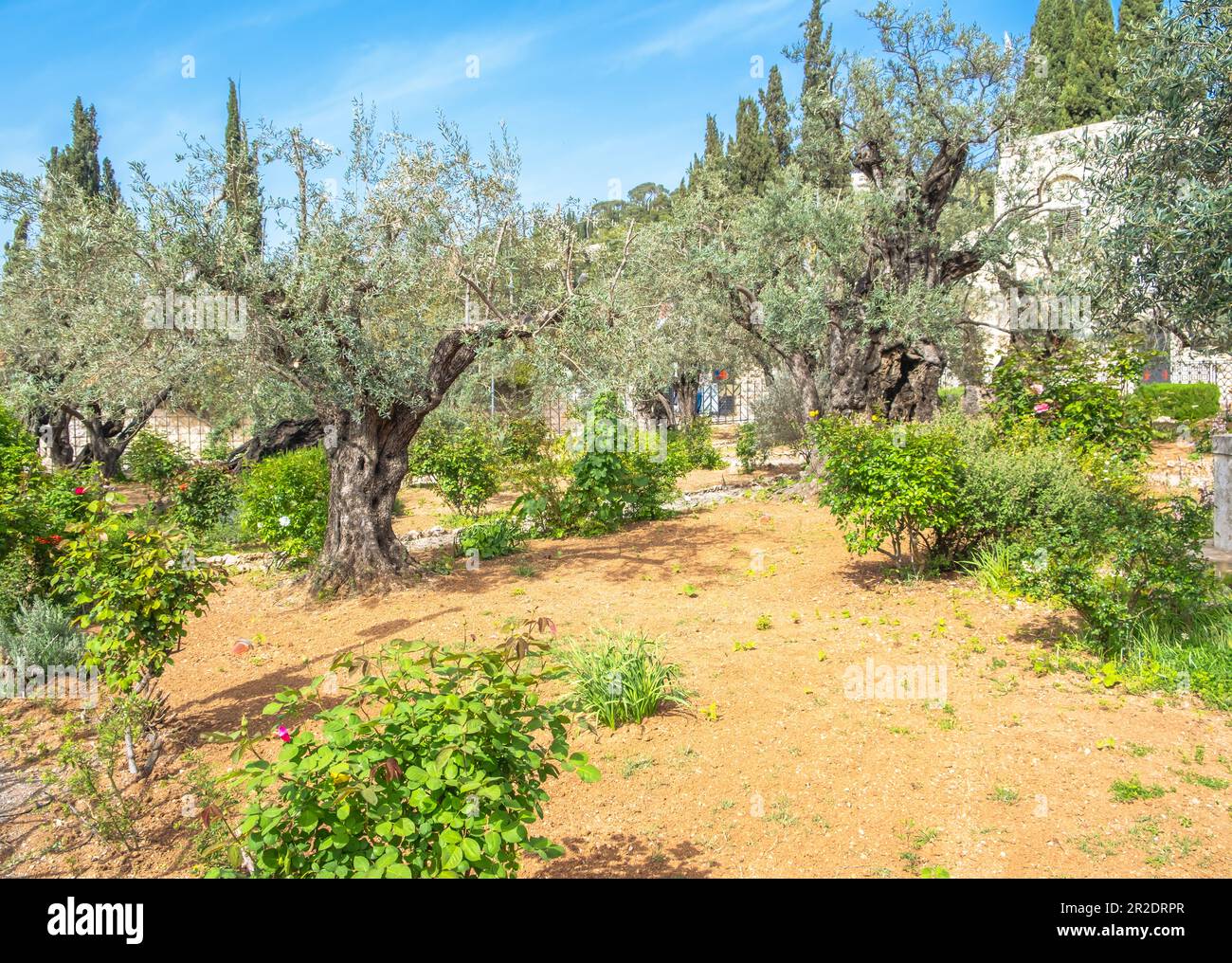 Gethsemane garden, Mount of Olives, Jerusalem Israel. Biblical place ...