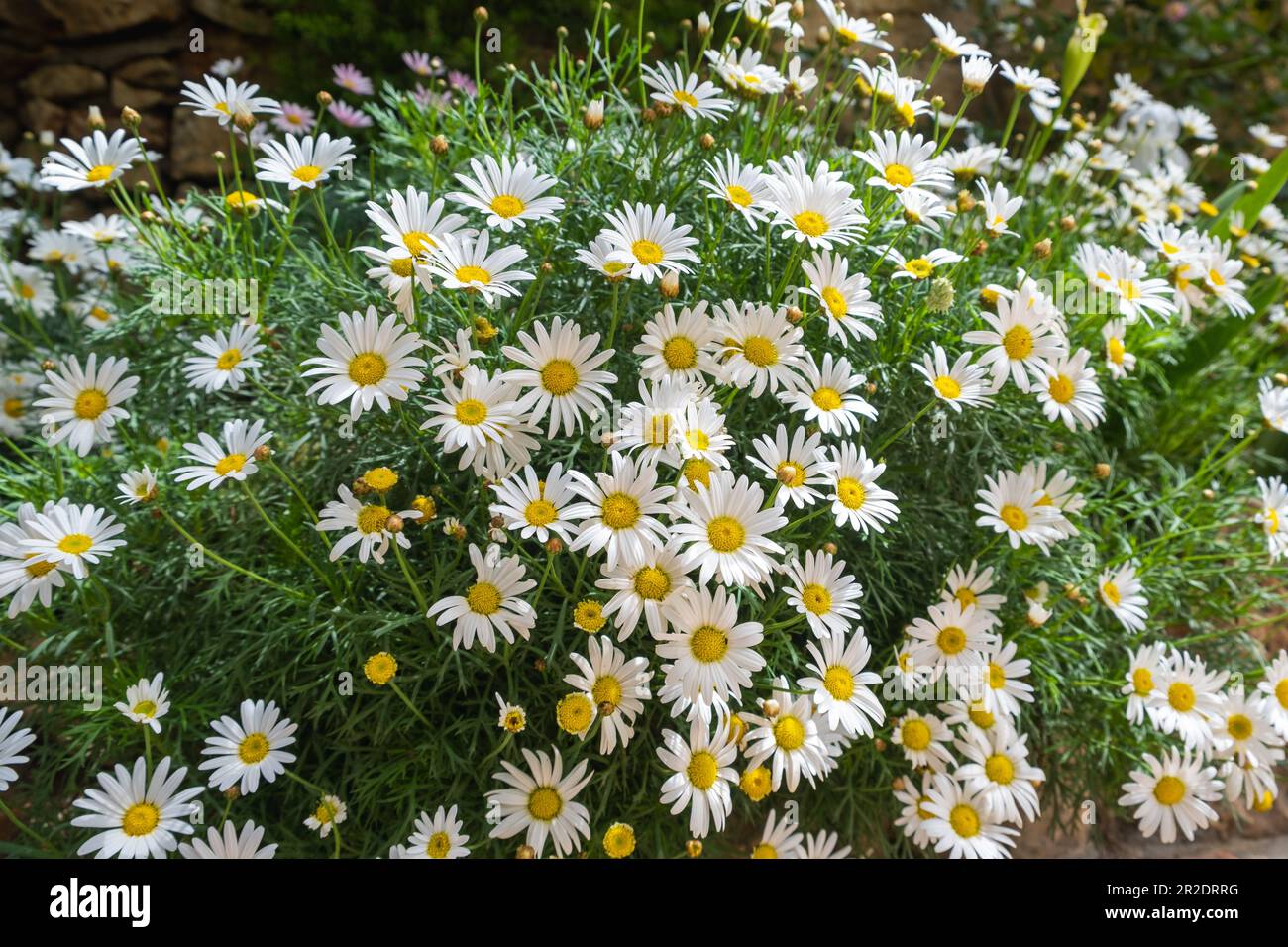 Flowering daisies. Oxeye Daisy, Leucanthemum vulgare, Daisies, Doxeye, Common Daisy, Dog Daisy