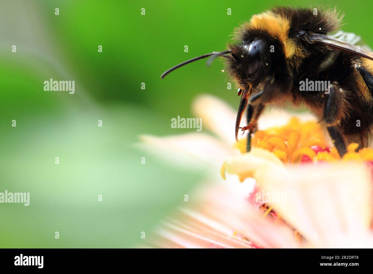 How the humblebee became the bumblebee, Insects