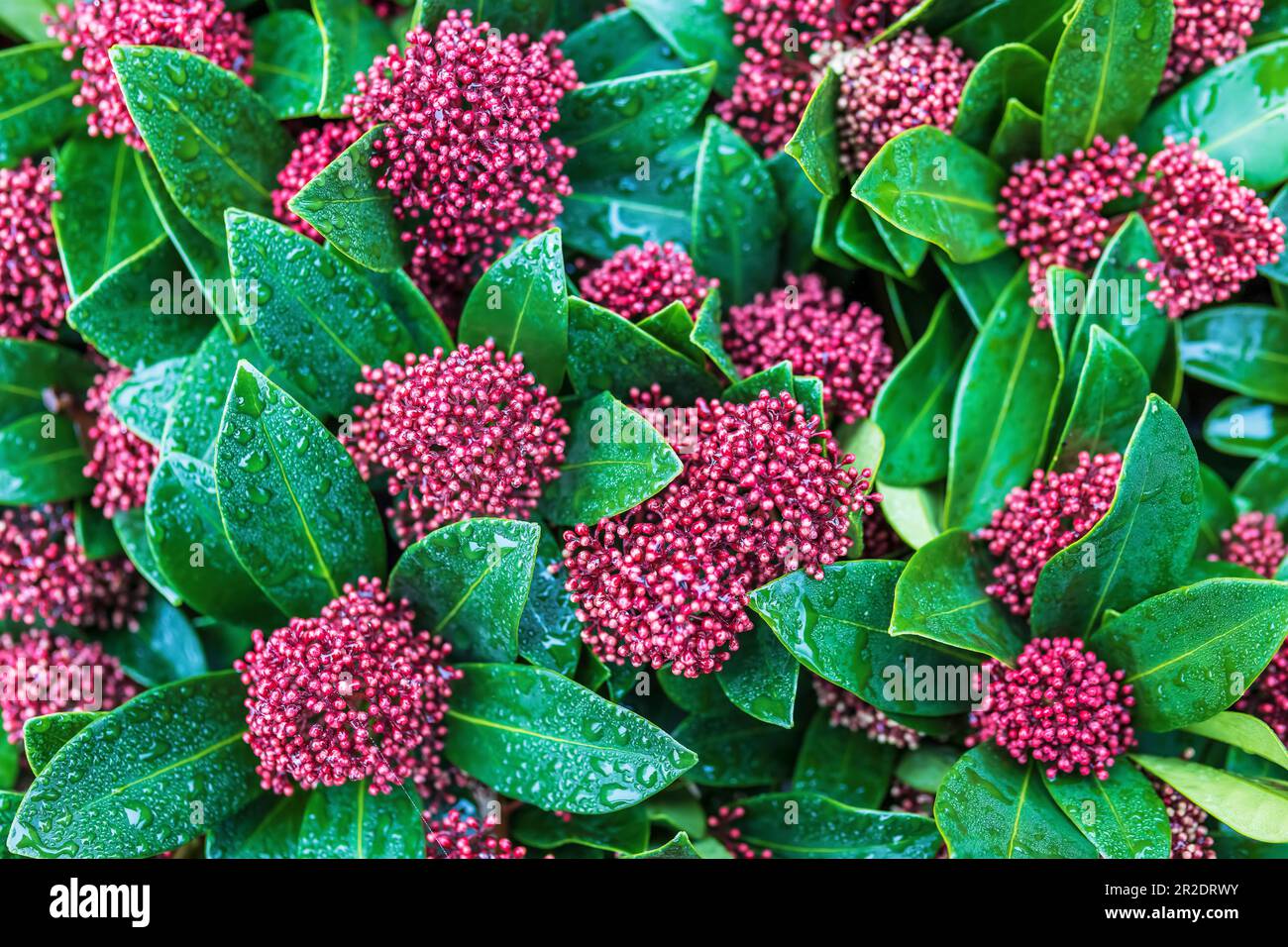 Clusters of decorative purple berries of Skimmia japonica, the Japanese skimmia, is a species of flowering plant in the family Rutaceae. Stock Photo