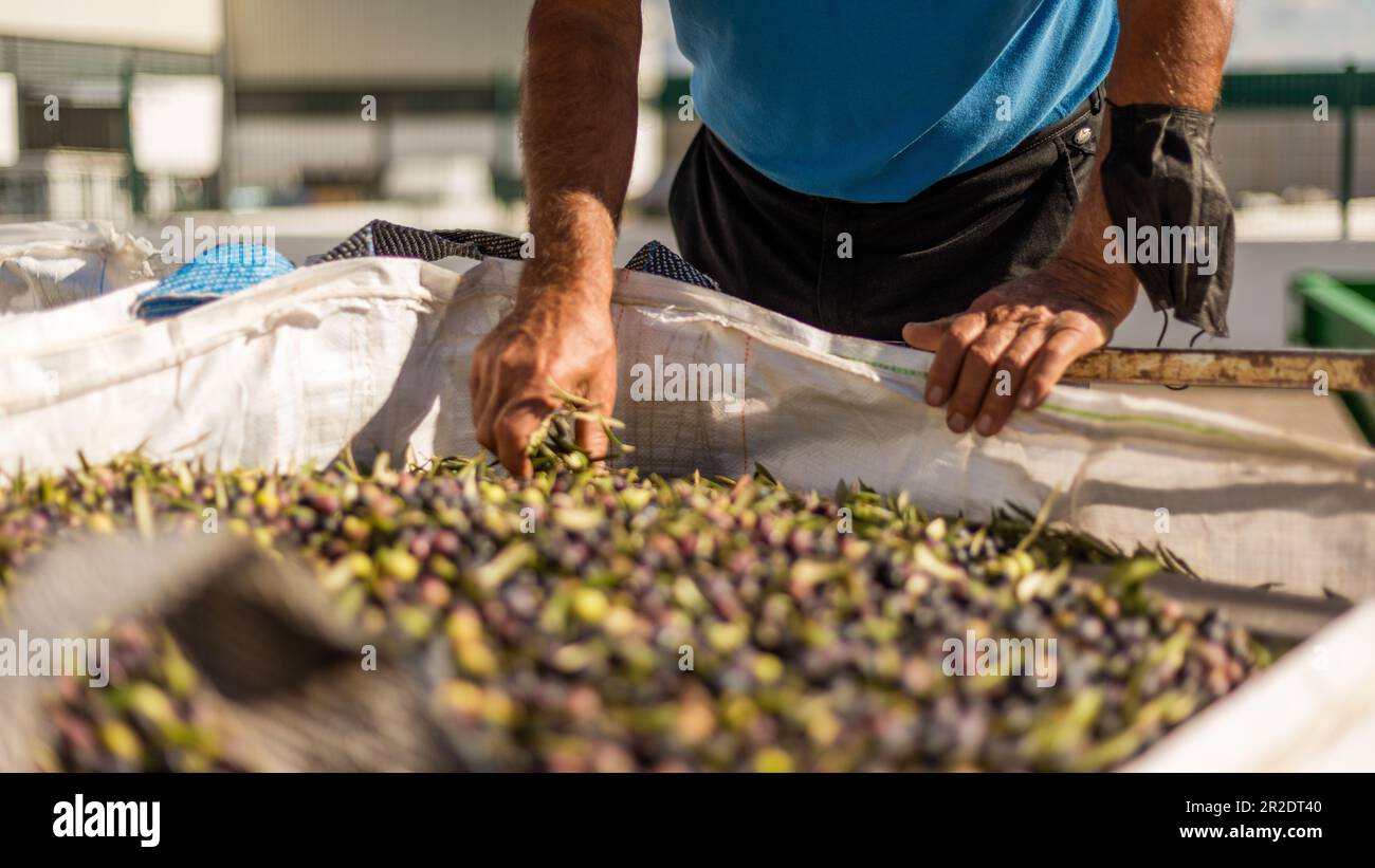 Olive oil harvest procedure sorting Stock Photo Alamy