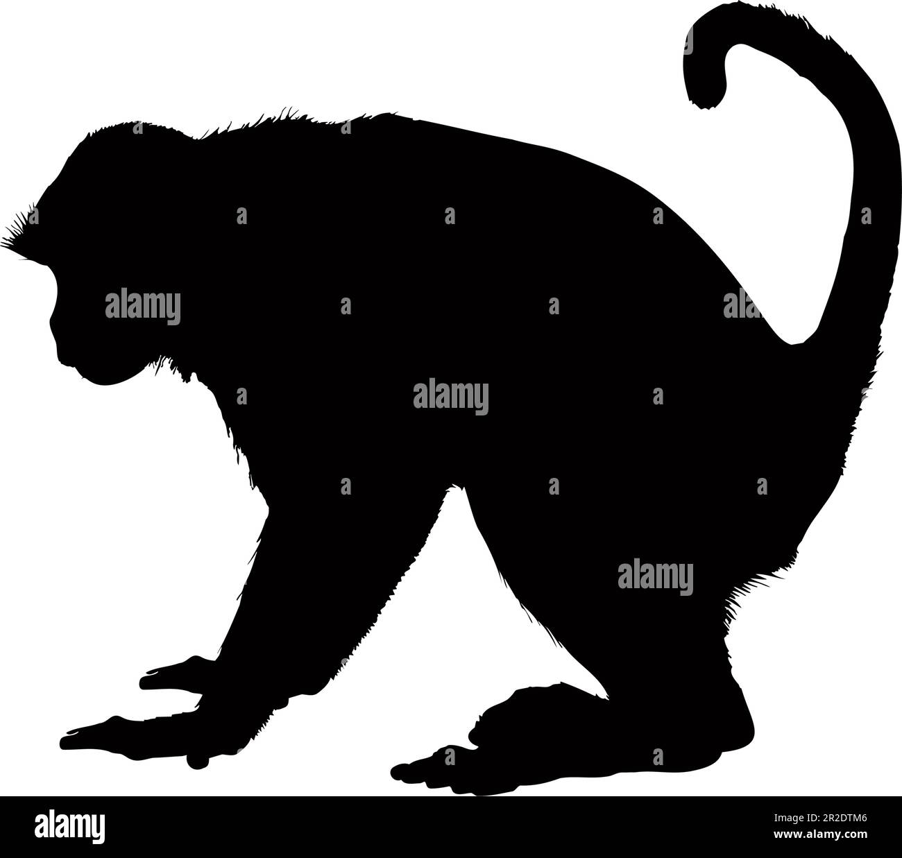 Monkey silhouette isolated on a white background. Vector illustration Stock Vector