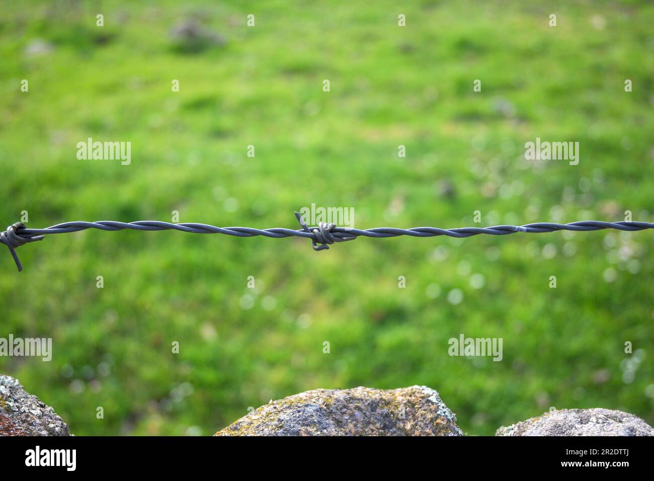 Barbed wire fence in field fence with green background in horizontal ...