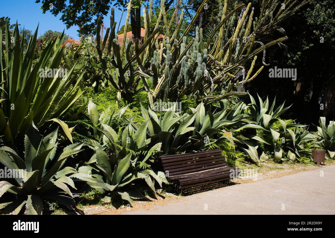 Cactus plants in the Star Gardens at Lisbon Stock Photo