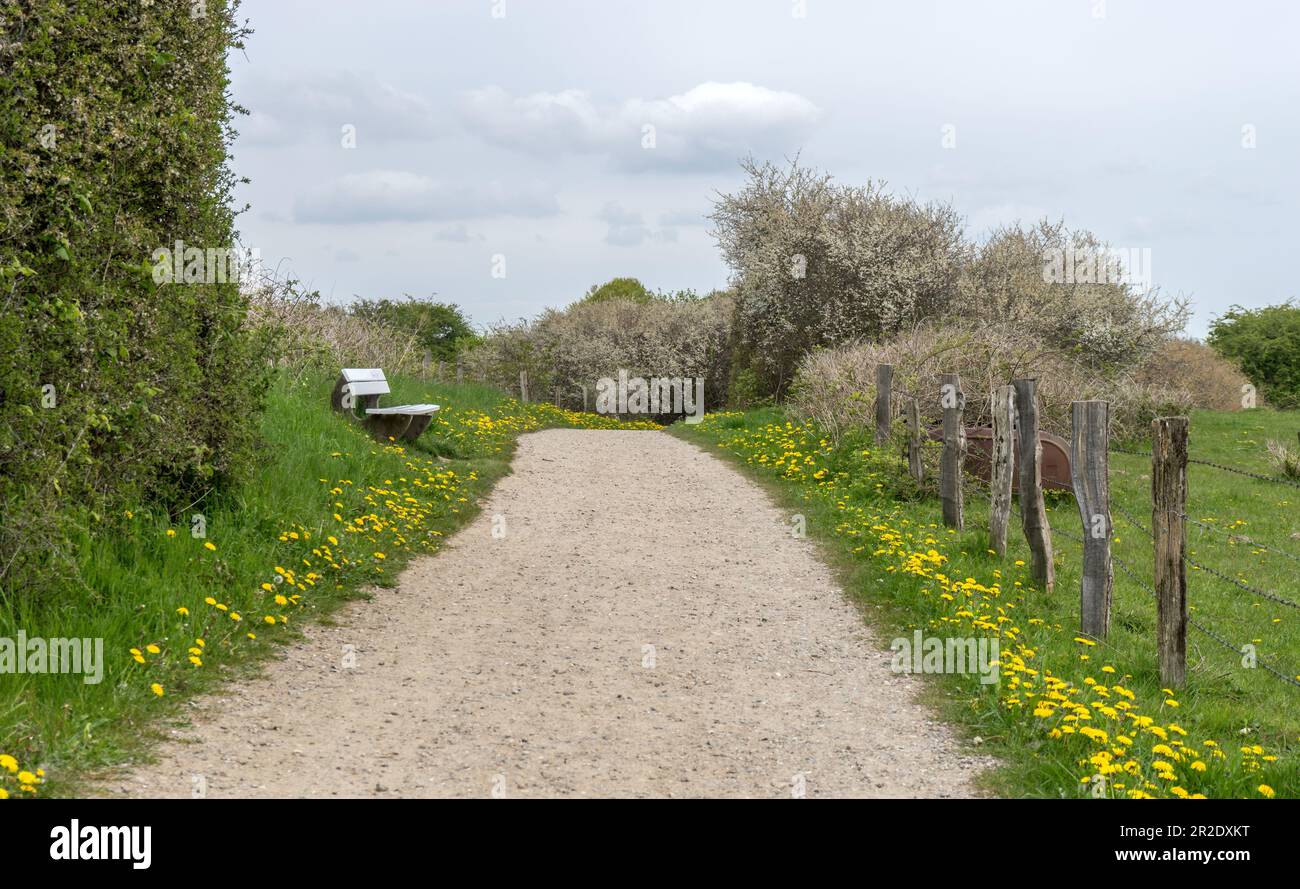 Hiking trail with flowering meadows and a white bench on the Holnis ...