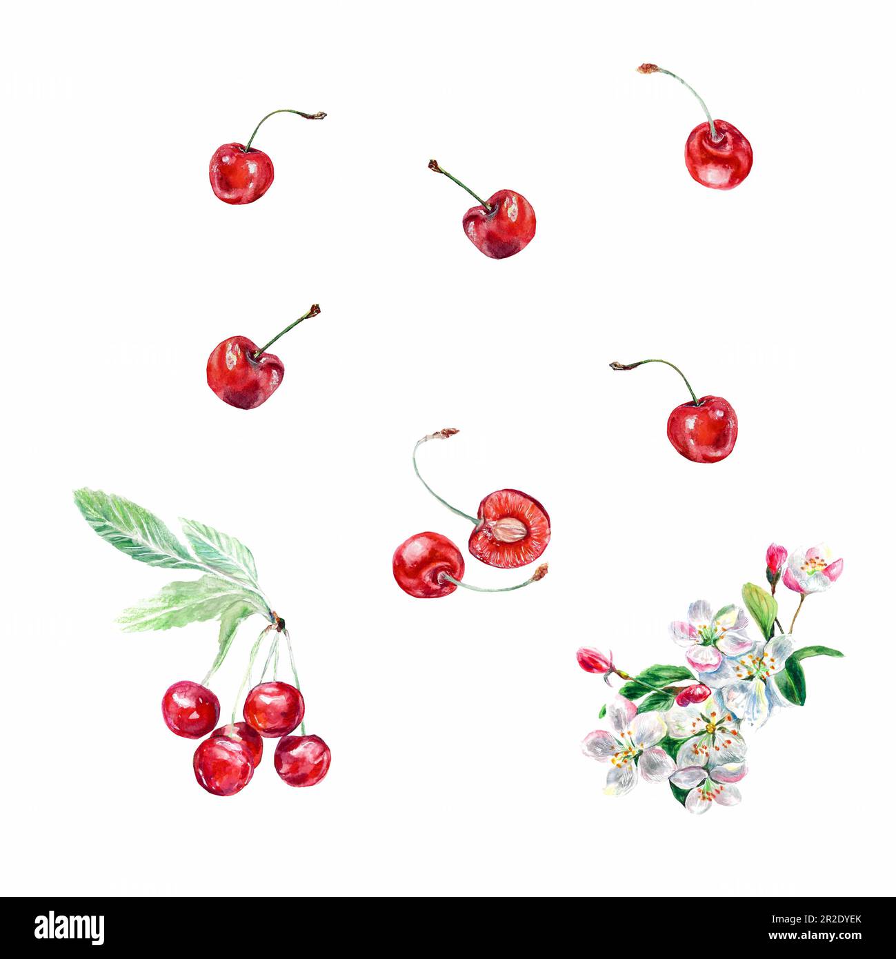 Watercolor illustration of a cherry isolated on a white background