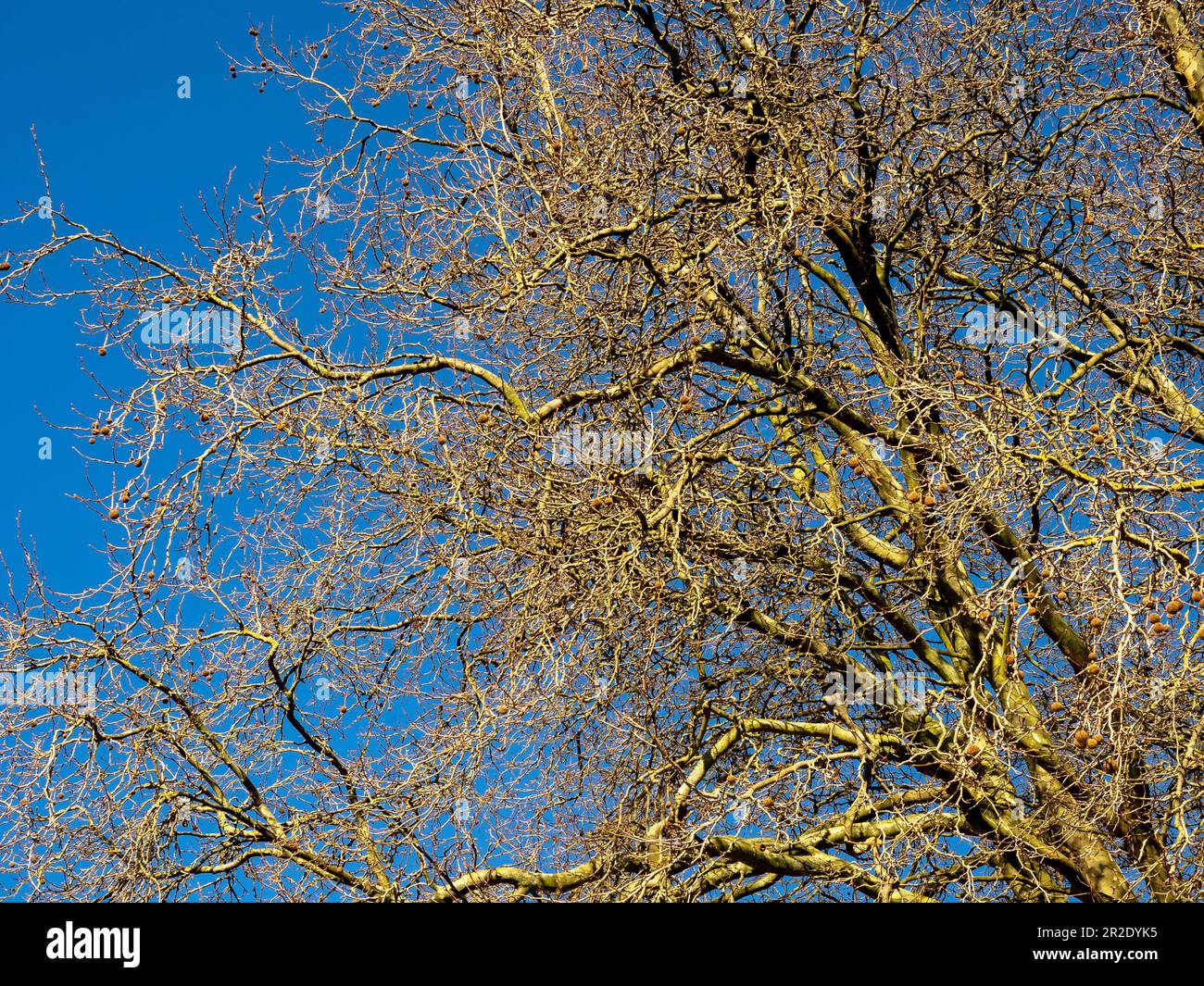 Bare branches of a deciduous tree seen against a clear blue sky on a sunny day. Stock Photo