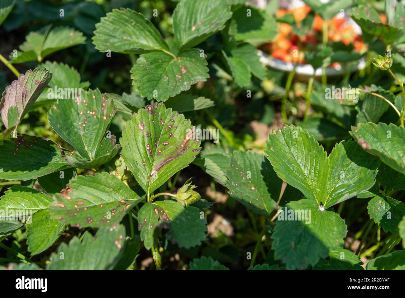 Srinagar, India. 19th May, 2023. Ramularia leaf spots (a fungal leaf disease) is seen on leaves of Strawberry plant in Srinagar. Credit: SOPA Images Limited/Alamy Live News Stock Photo