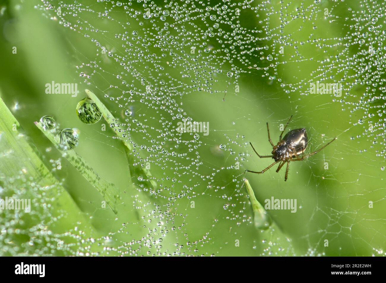 False Widow Spider (Steatoda nobilis) on web covered with morning dew. May, Kent, UK Stock Photo