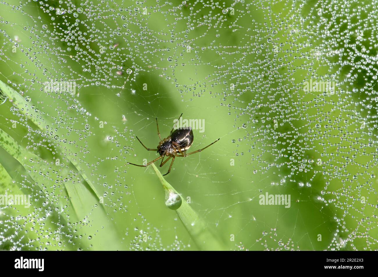 False Widow Spider (Steatoda nobilis) on web covered with morning dew. May, Kent, UK Stock Photo