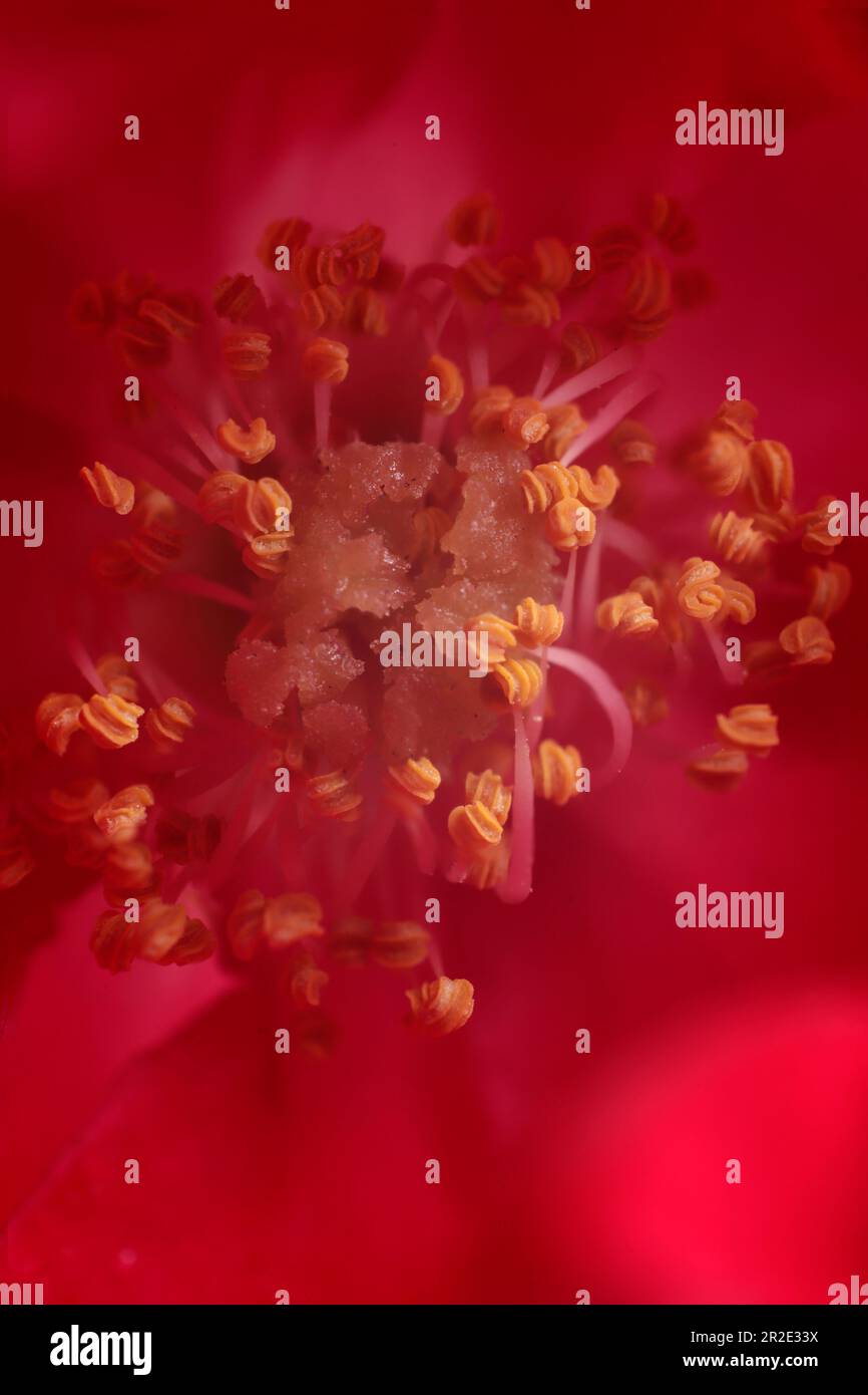 yellow and orange silvetre flower center pistils Stock Photo Alamy