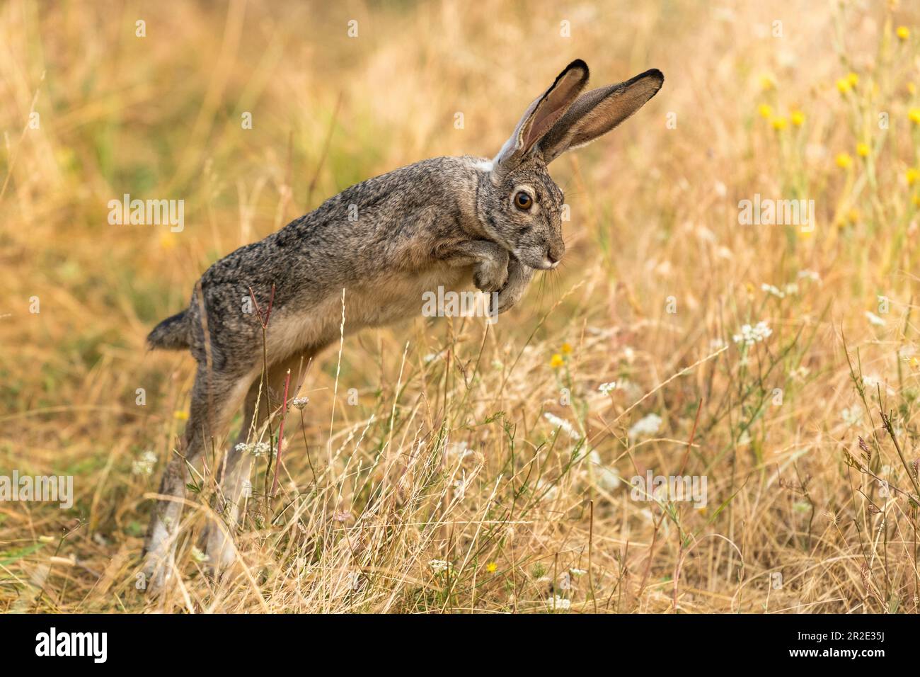 Bunny rabbit jackrabbit jumping in the wilderness. Oregon, Ashland Stock Photo Alamy