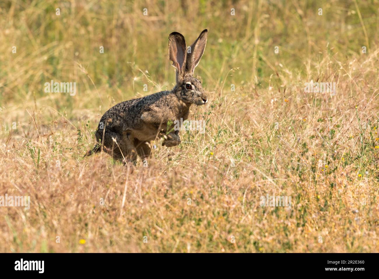 Bunny rabbit jackrabbit jumping in the wilderness. Oregon, Ashland Stock Photo Alamy