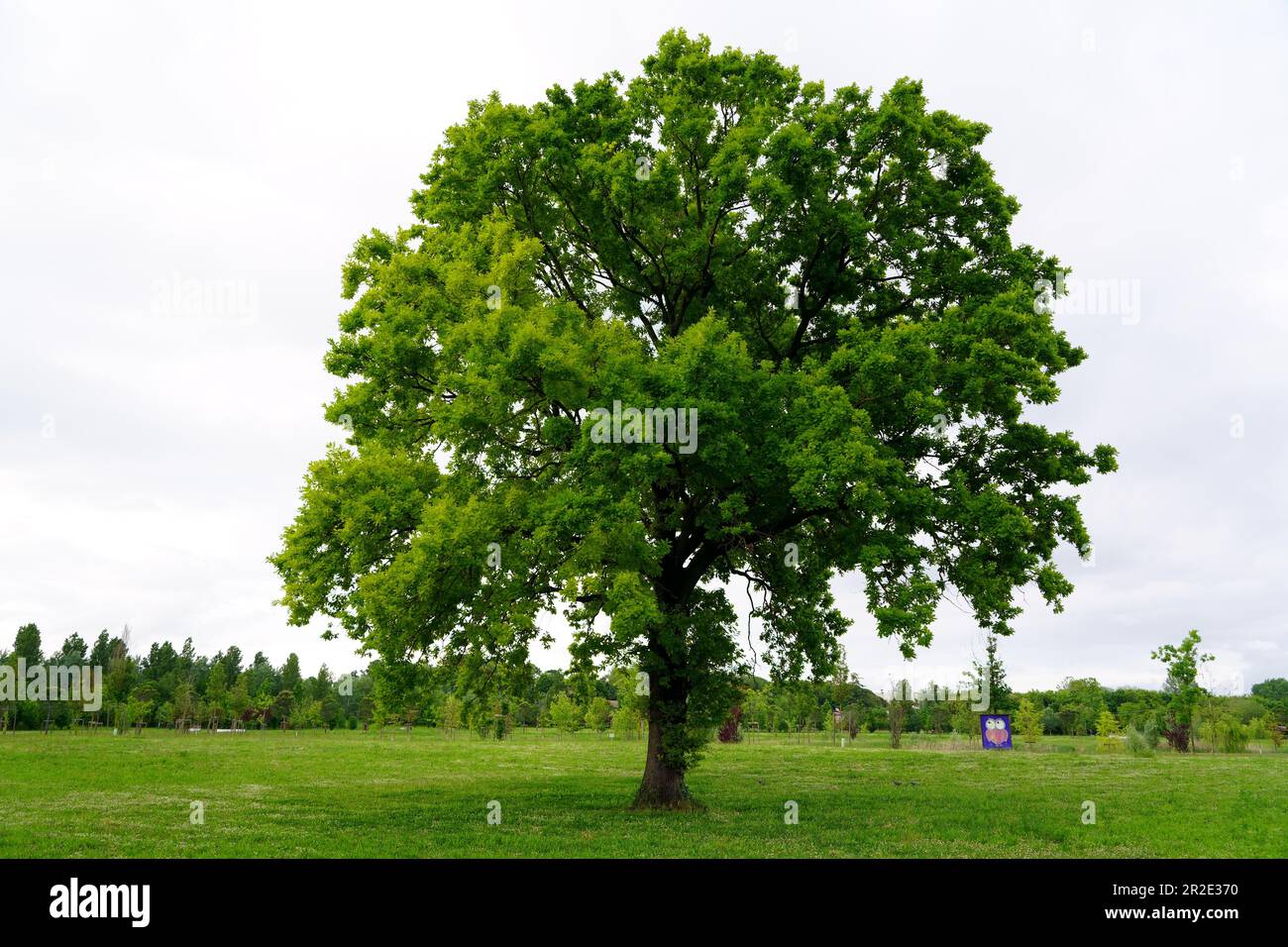 Oak tree or Quercus (Italian tree) Stock Photo