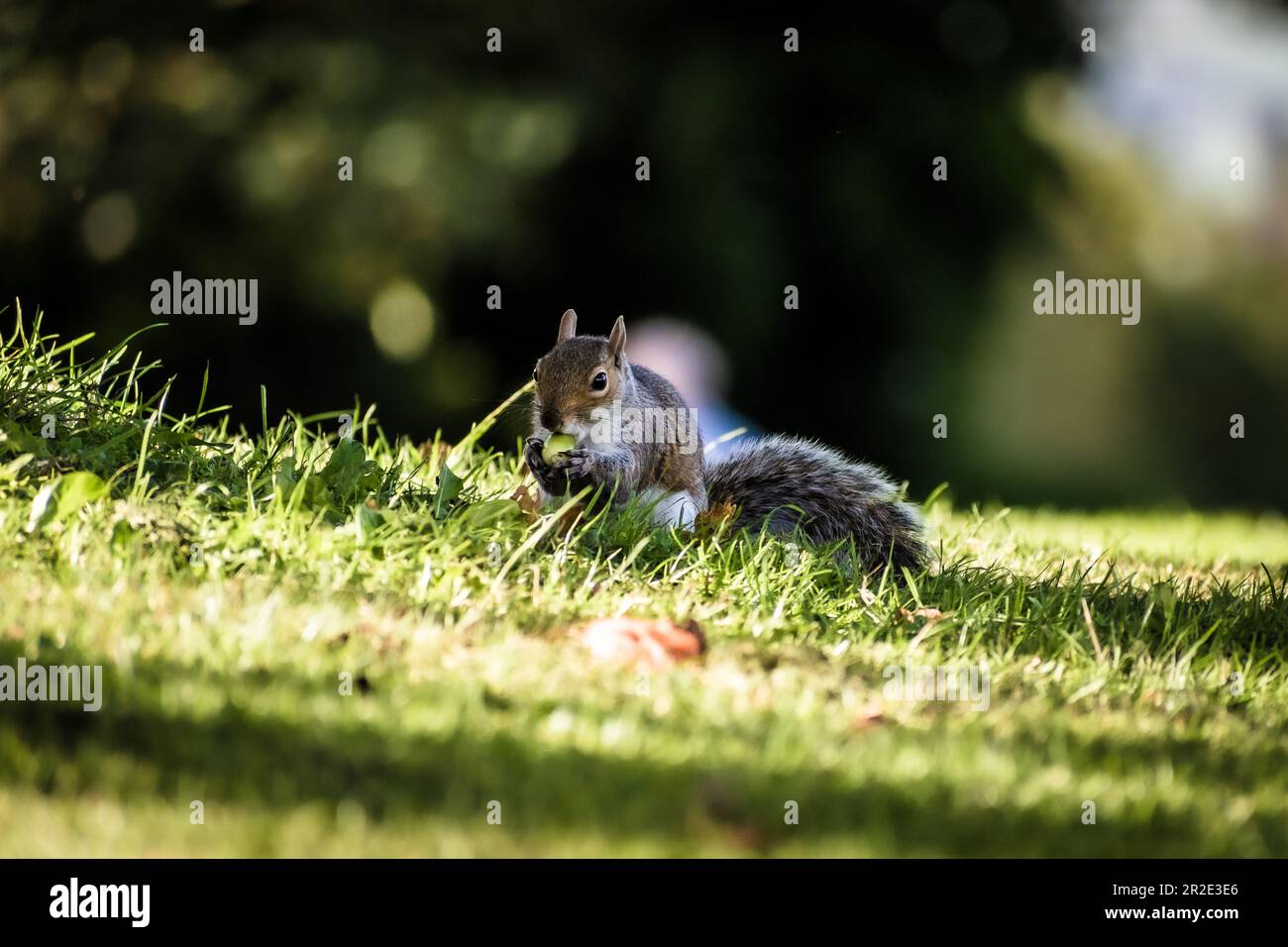 Grey Squirrel, Western Grey Squirrel eating nuts on grass Stock Photo