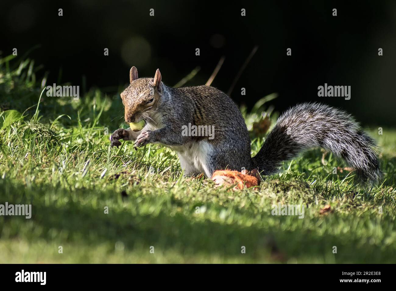 Grey Squirrel, Western Grey Squirrel eating nuts on grass Stock Photo