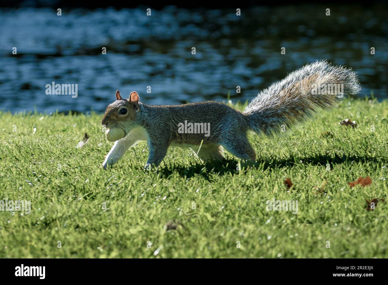 Grey Squirrel, Western Grey Squirrel eating nuts on grass Stock Photo