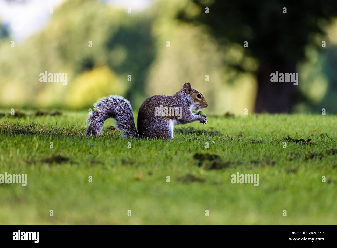 Grey Squirrel, Western Grey Squirrel eating nuts on grass Stock Photo
