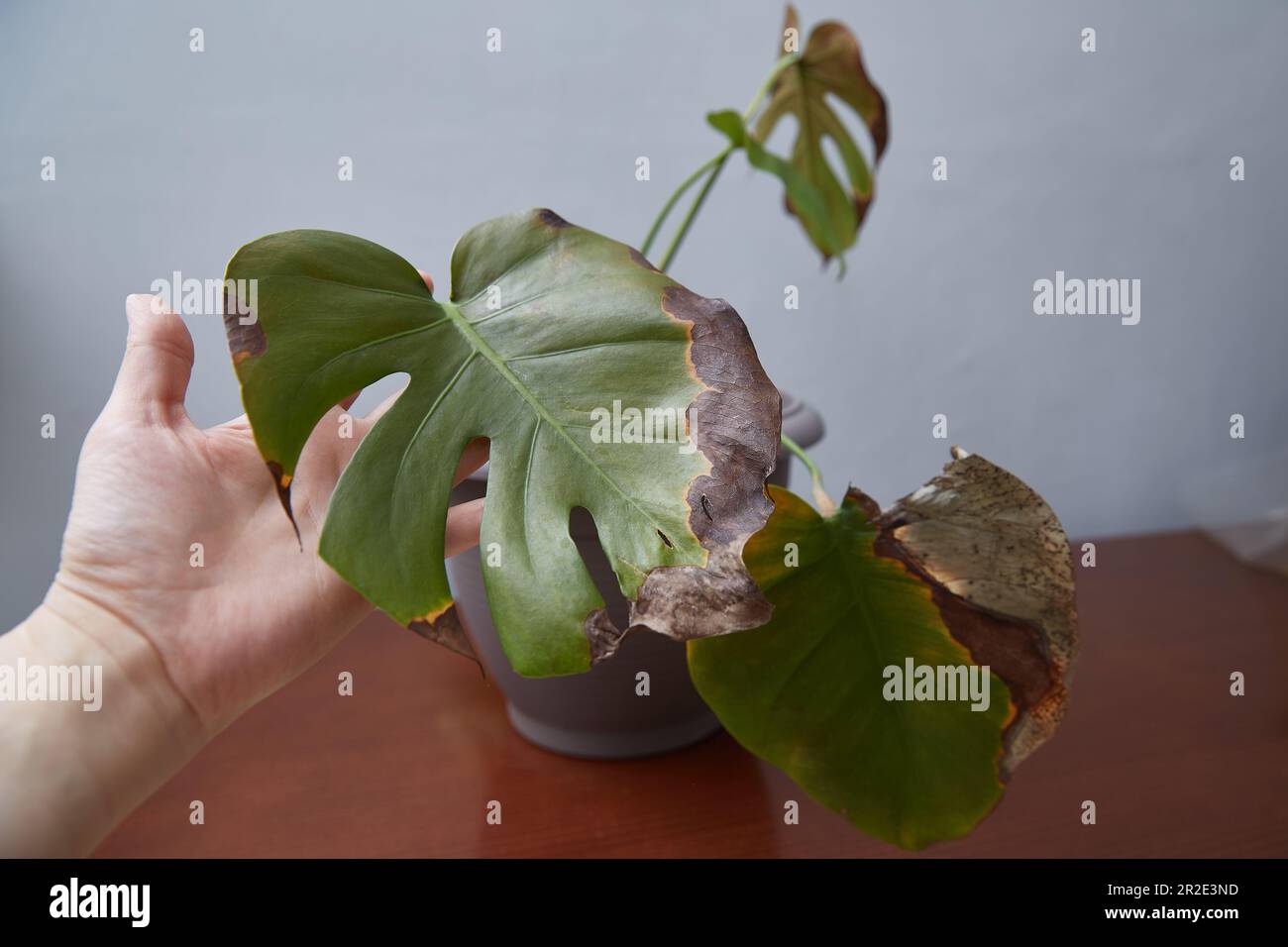 Indoor plant diseases. Demonstration of the diseased monstera leaf Stock  Photo - Alamy