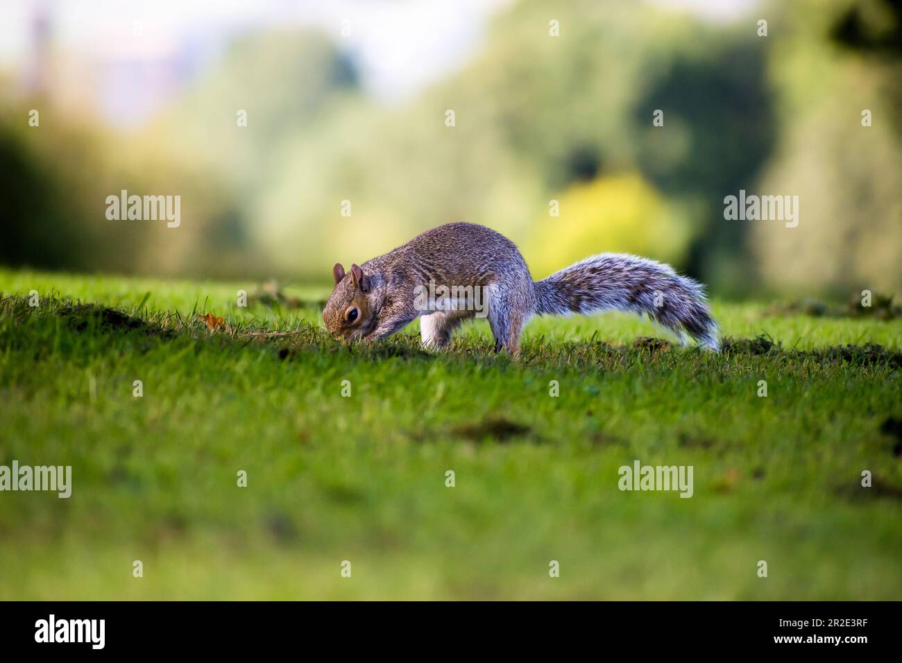 Grey Squirrel, Western Grey Squirrel hiding nuts in the grass grass