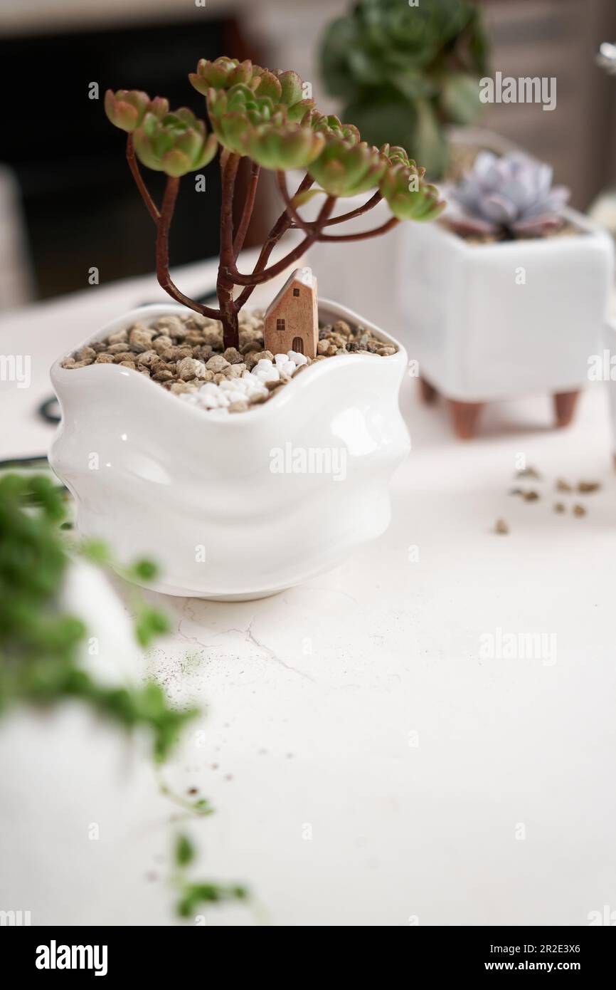 Aeonium Green Tea Succulent in a white ceramic pot with decorative small house Stock Photo