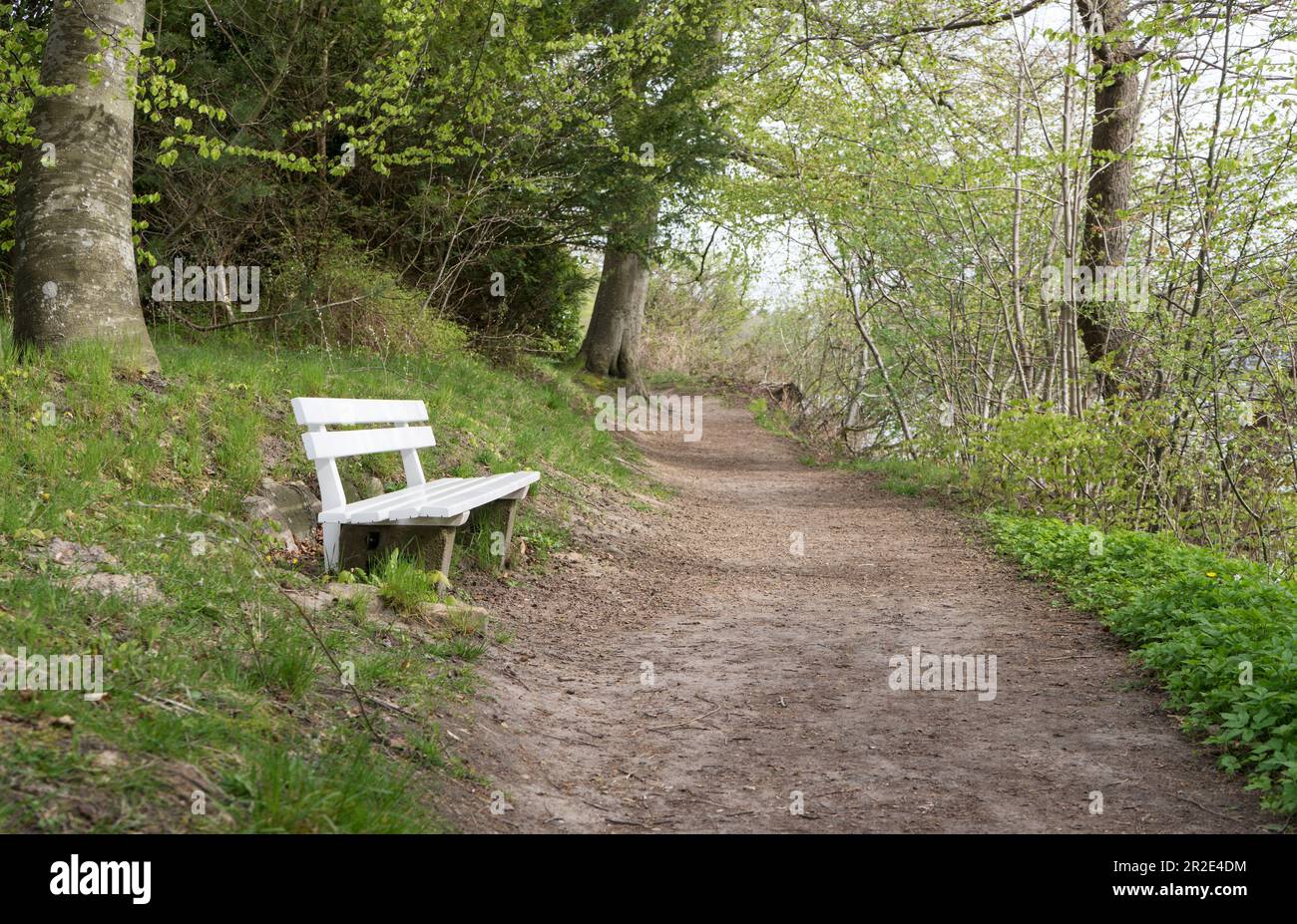 White bench next to a path at the edge of the forest in spring Stock ...