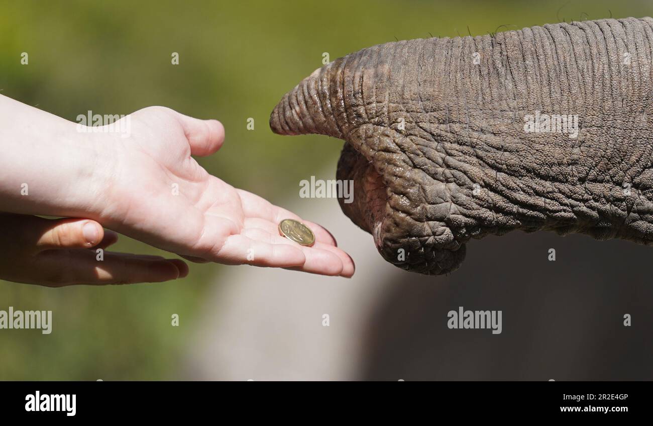 Hamburg, Germany. 19th May, 2023. A child holds out a 20-cent coin to an elephant at Hagenbeck Zoo. After grabbing the coin, the elephant gives it to its keeper. Credit: Marcus Brandt/dpa/Alamy Live News Stock Photo