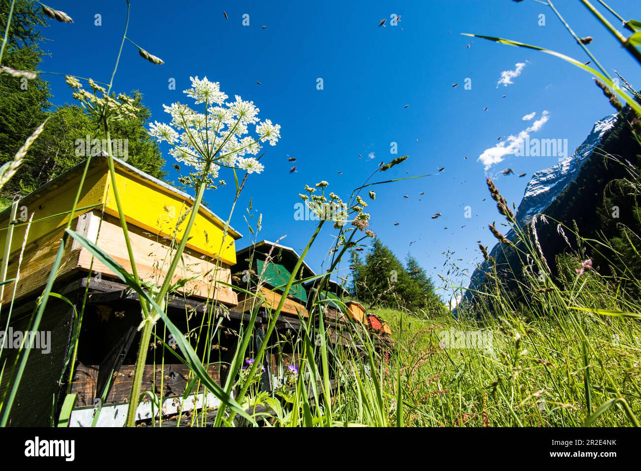 Hives in the middle of an alpine meadow Stock Photo