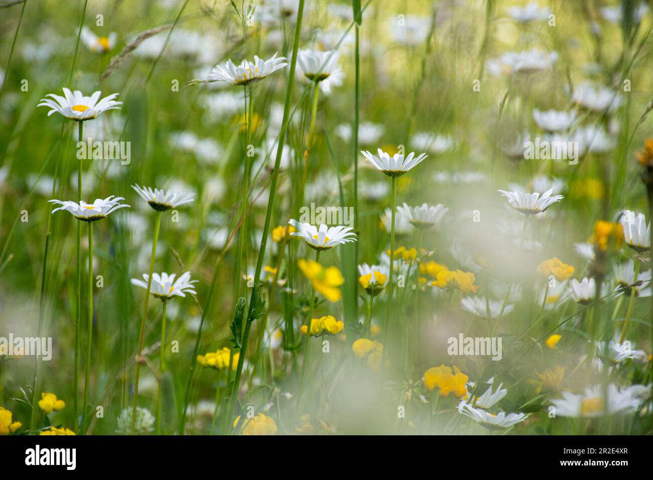 Alpine meadow flowers in Switzerland Stock Photo Alamy