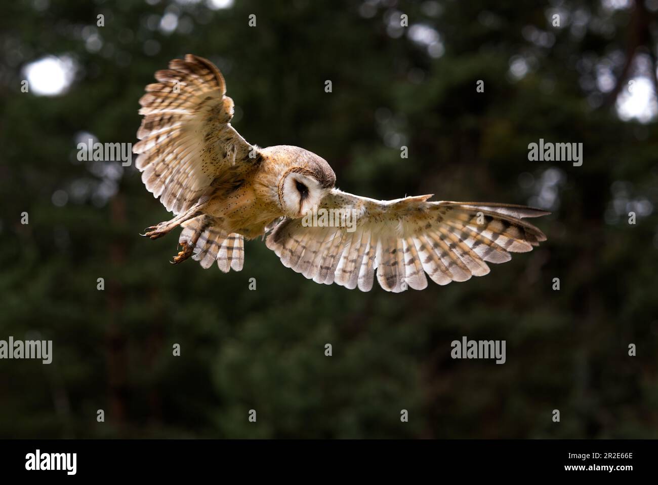 Barn Owl - Tyto alba, beautiful iconic orange owl from worldwide forests and woodlands, Czech Republic. Stock Photo