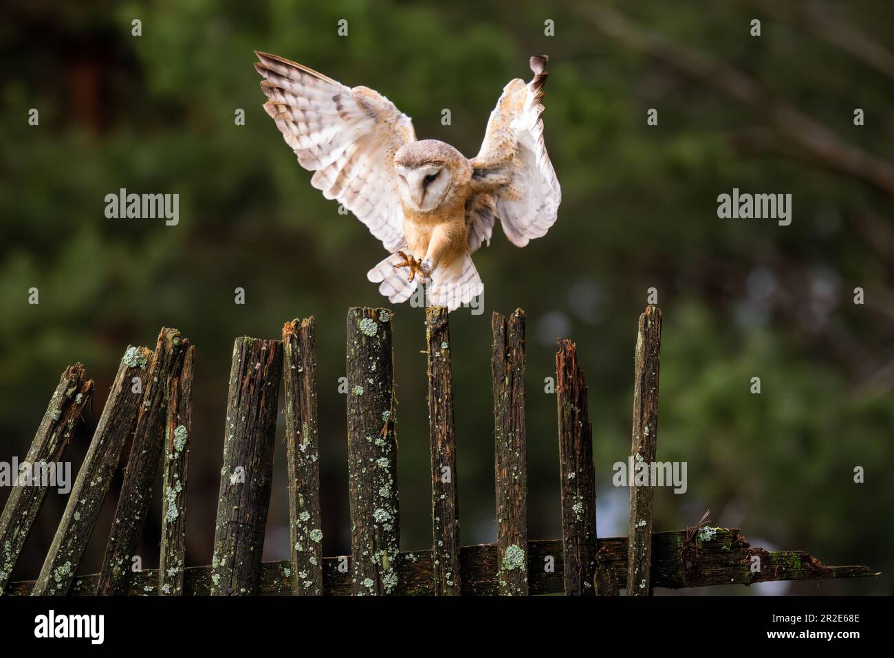Barn Owl - Tyto alba, beautiful iconic orange owl from worldwide forests and woodlands, Czech Republic. Stock Photo