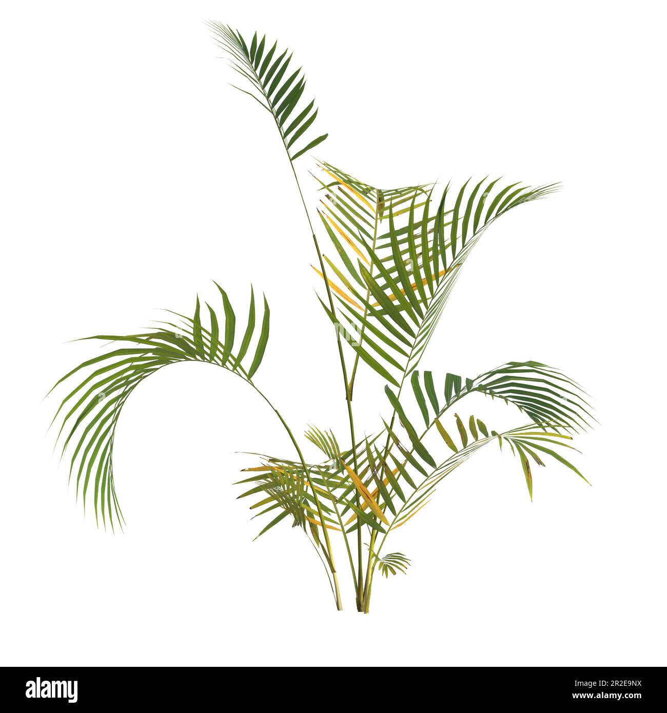 3d illustration of areca palm plant isolated on white background Stock Photo