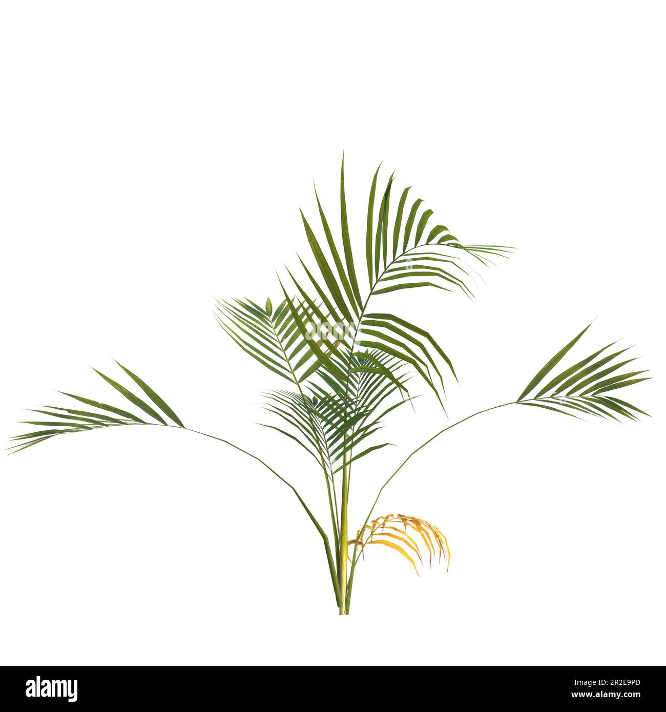 3d illustration of areca palm plant isolated on white background Stock Photo