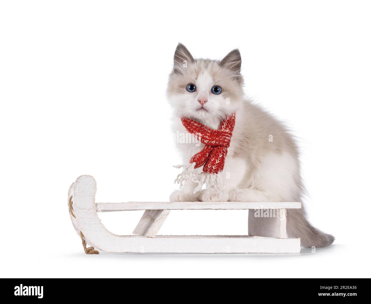 Adorable blue bicolor Ragdoll cat kitten, sitting on white wooden sleigh wearing red knitted scarf. Looking towards camera with blue eyes. Isolated on Stock Photo