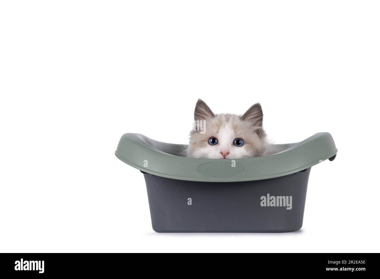 Adorable blue bicolor Ragdoll cat kitten, laying with head on the edge