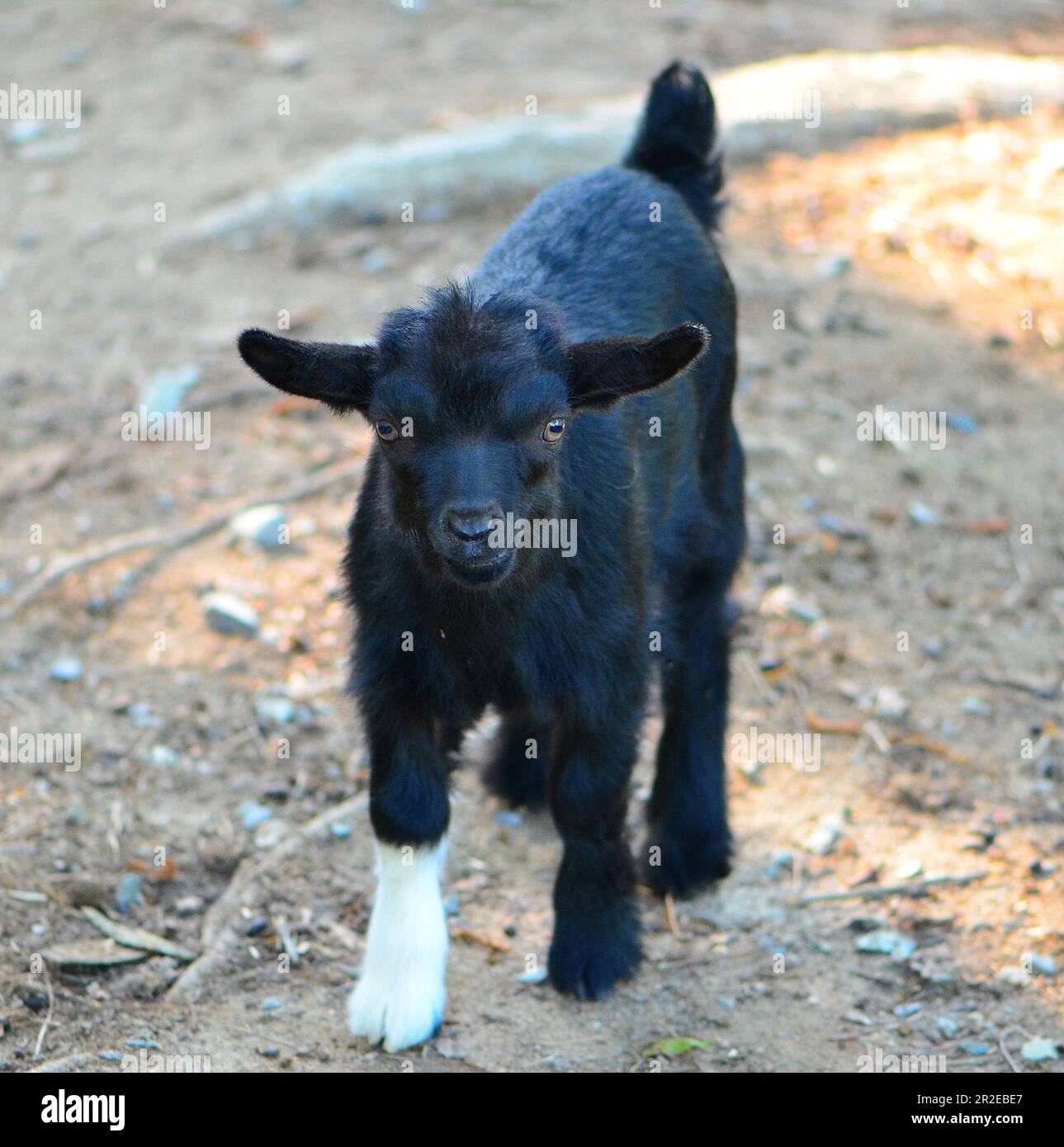 Baby Tennessee Fainting Goat (Capra aegagrus hircus) all black except for a white front foot. Stock Photo