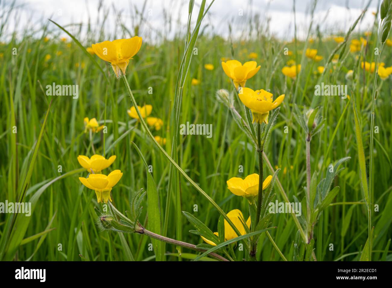 Bulbous buttercup buttercups (Ranunculus bulbosus) in a wildflower
