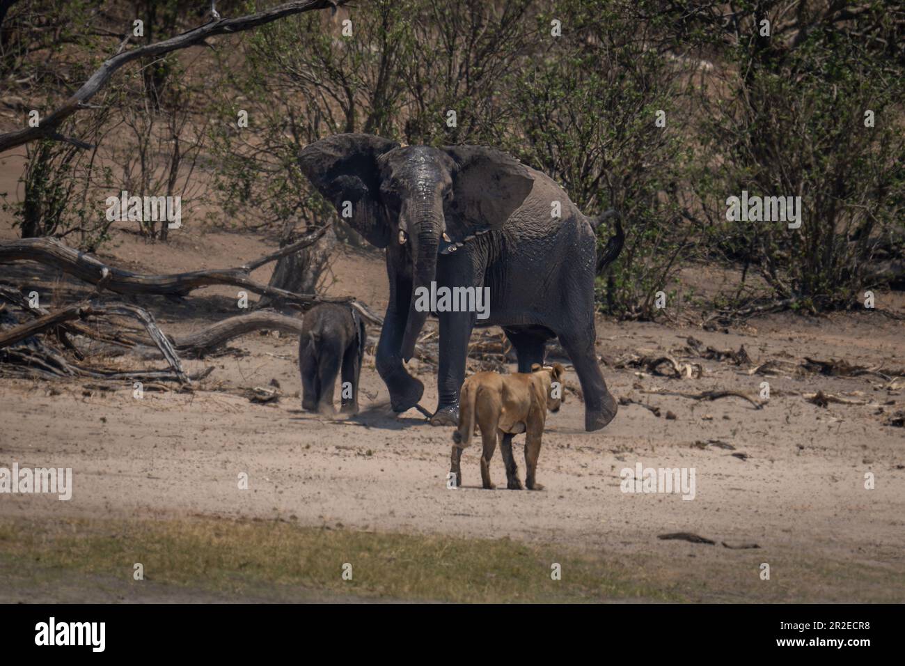 African bush elephant protects calf from lioness Stock Photo - Alamy