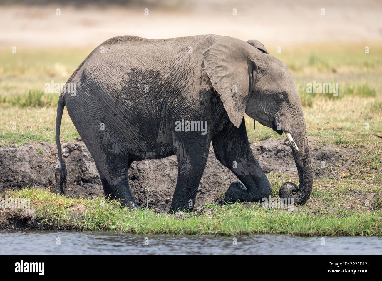 African bush elephant kneels on grassy riverbank Stock Photo - Alamy
