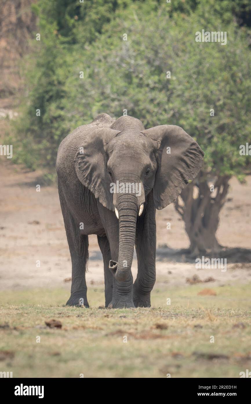 African bush elephant crosses grass toward camera Stock Photo - Alamy