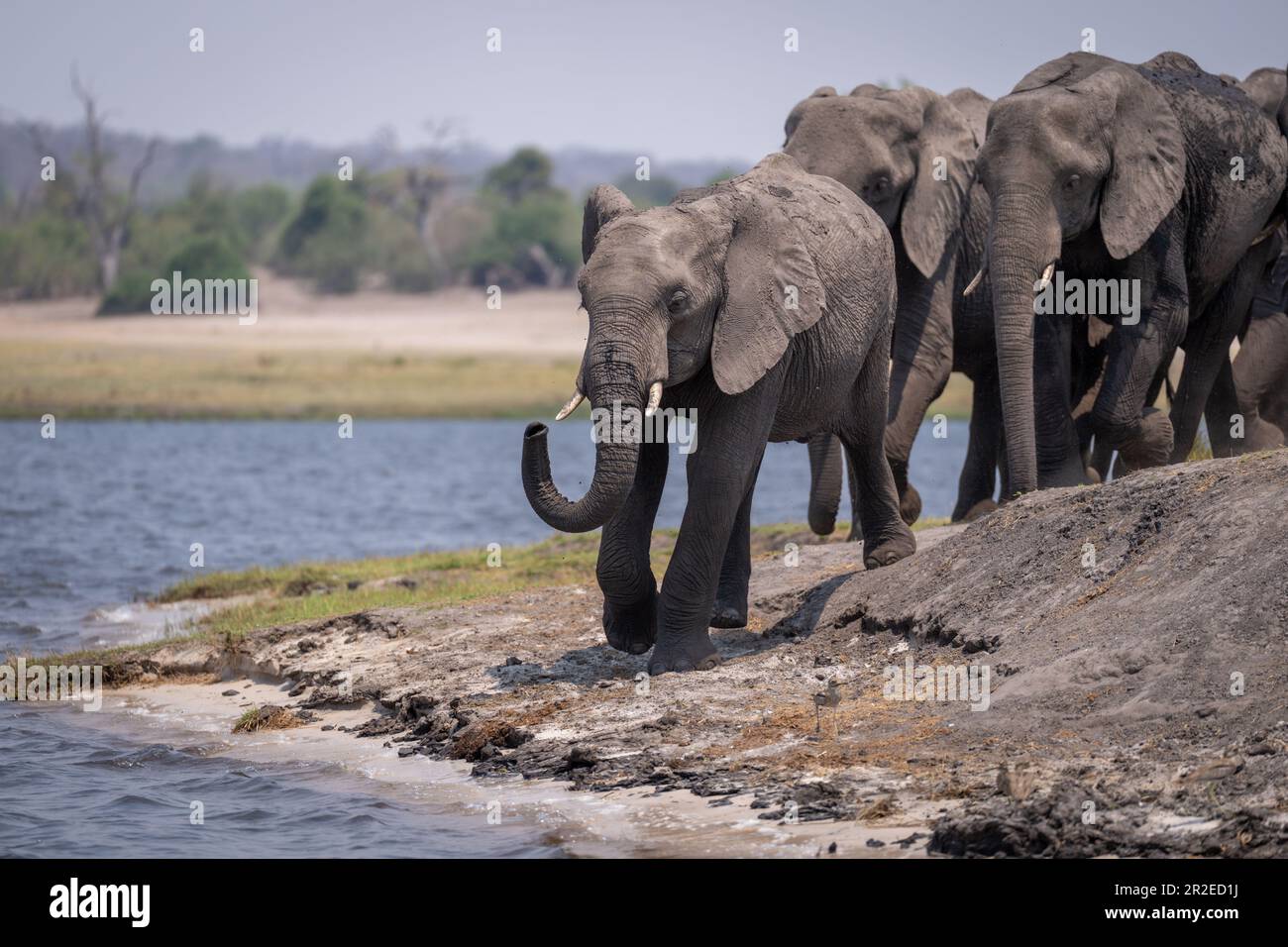 African bush elephant leads herd along riverbank Stock Photo - Alamy