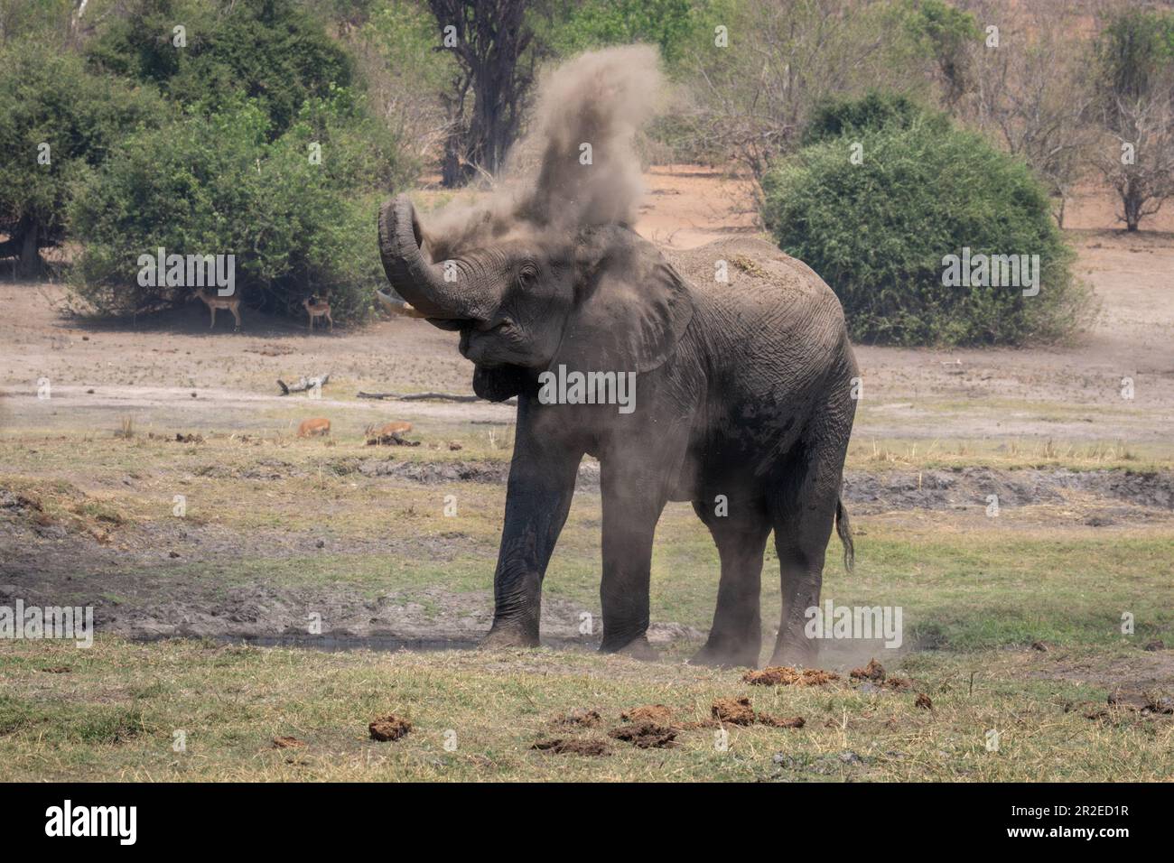African bush elephant squirting dust over head Stock Photo - Alamy
