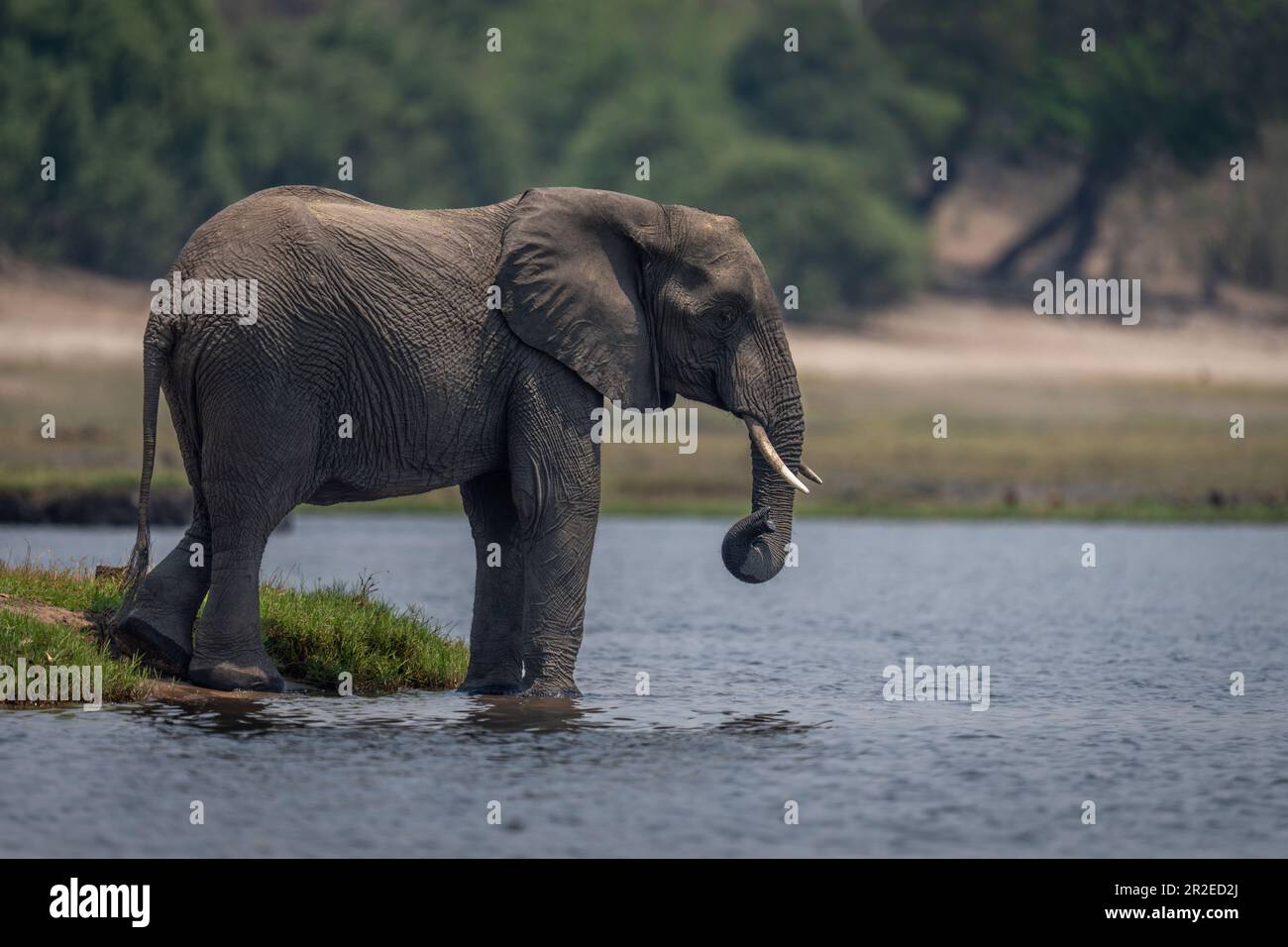 African bush elephant stands beside calm river Stock Photo - Alamy