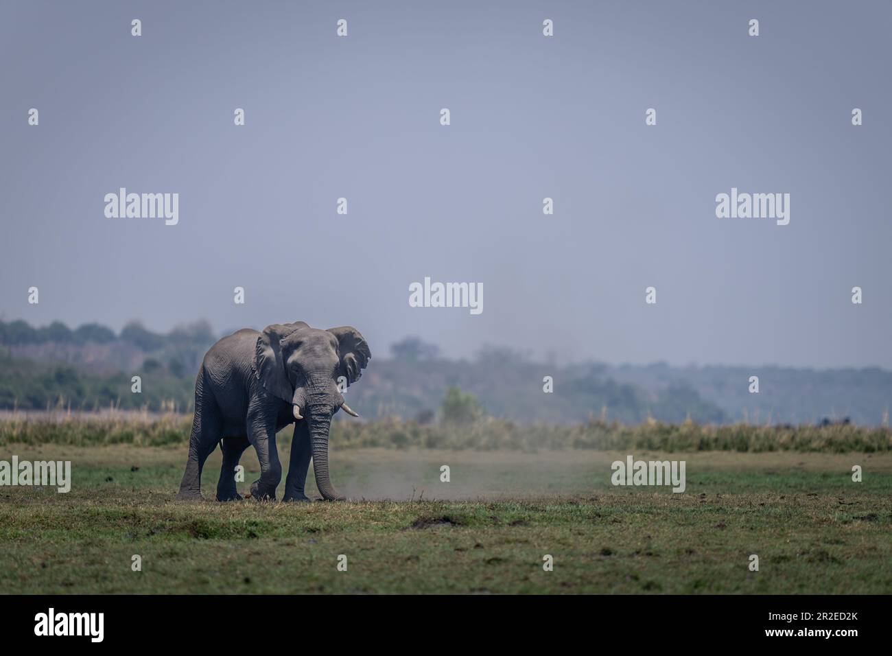 African bush elephant stands grazing on floodplain Stock Photo - Alamy