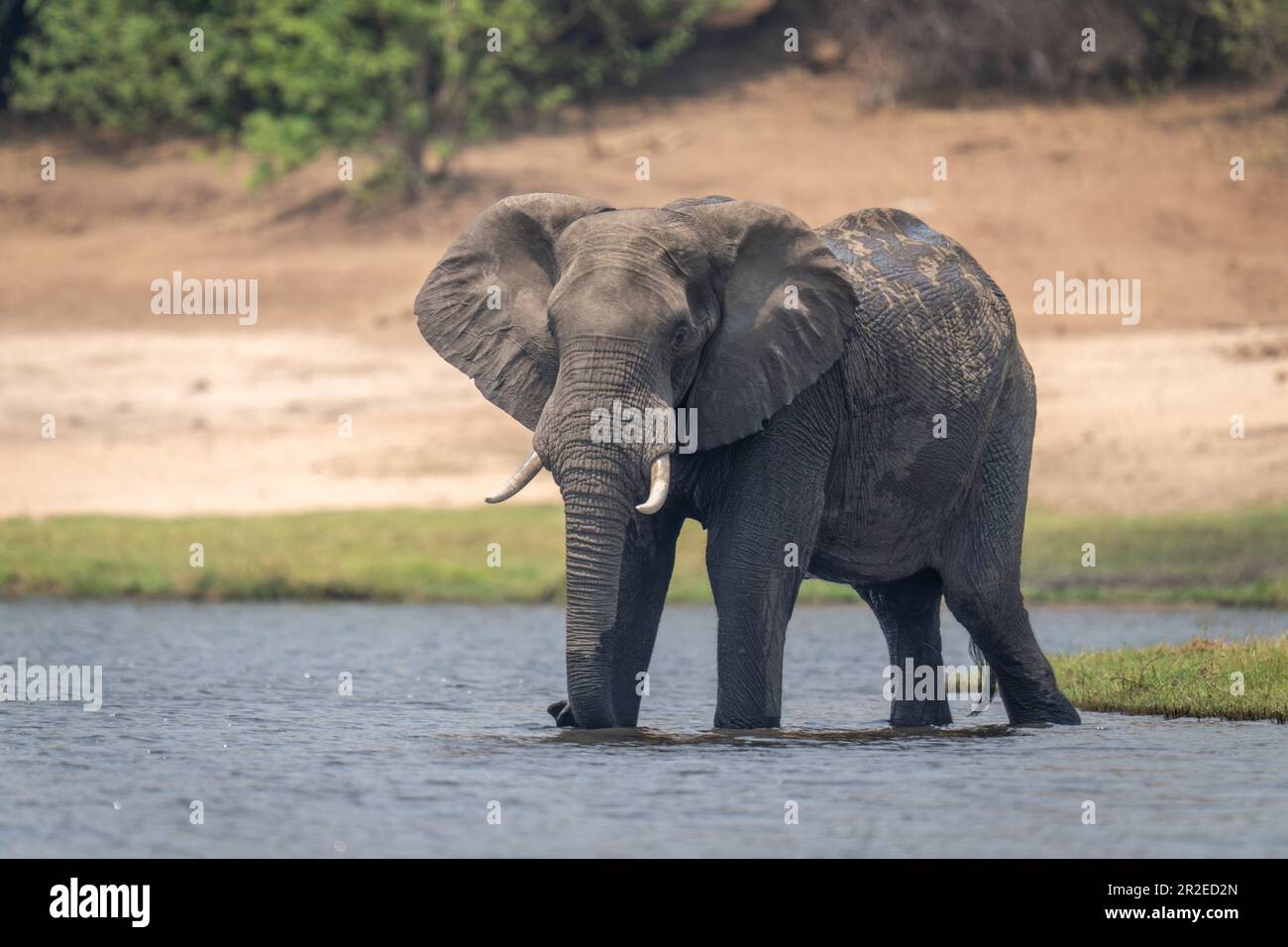 African bush elephant stands in shallow water Stock Photo - Alamy